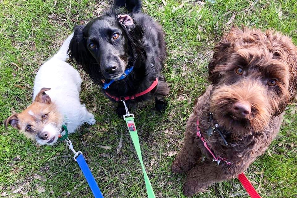 3 dogs ready and waiting for their walk